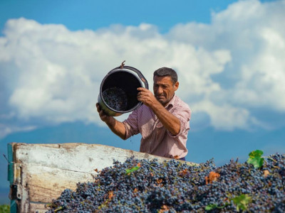 Seznamte se: GRUZÍNSKÁ VÍNA