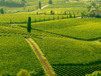 Chianti - odrůda nebo region?