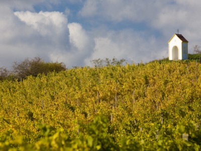 POMOC MORAVSKÝM VINAŘŮM