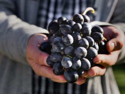 Merlot - nejelegantnější odrůda na světě