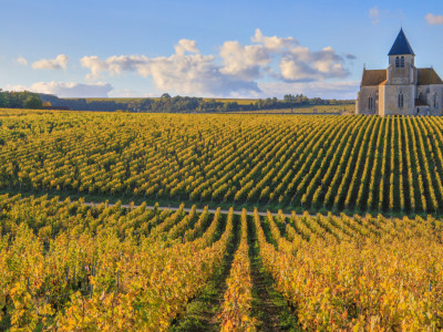 3 důvody, proč pít Chablis