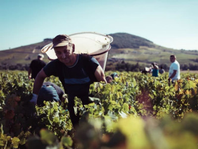 Jaké bylo Beaujolais Nouveau 2022